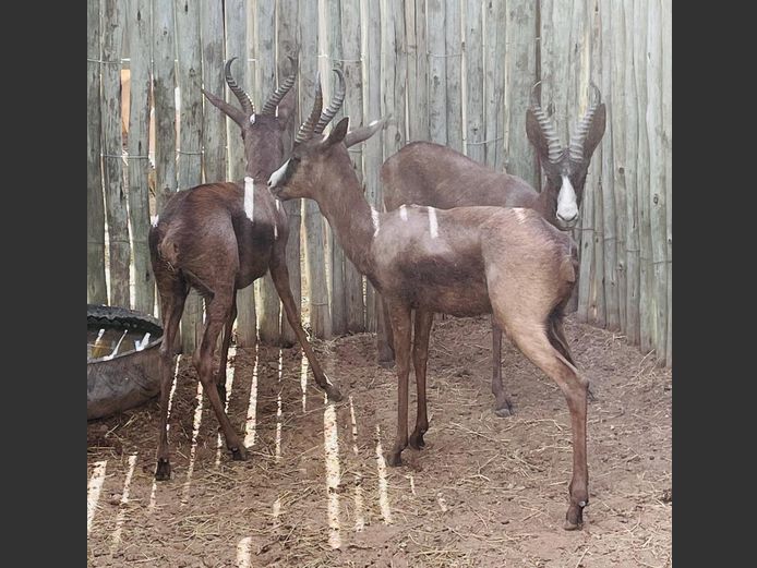 Swart Springbok Ramme