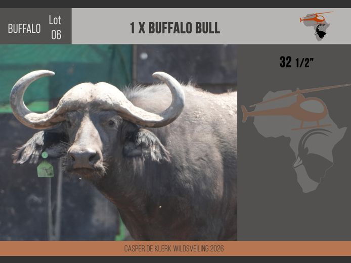 Buffalo – 32 1/2"
