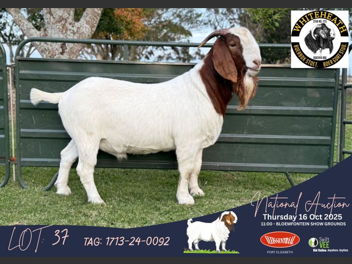 1713-24-0092 | Pieter Fouche (Whiteheath Boerbokstoet)