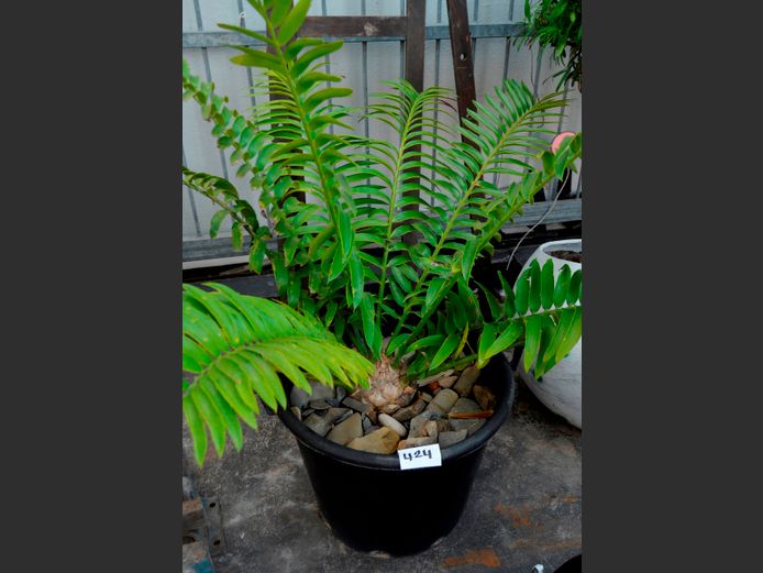 ENCEPHALARTOS/CYCAD IN BLACK PLANTER, 49cm Diameter x 40cm High