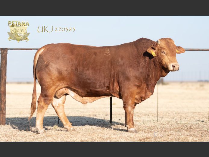 UKJ 220385