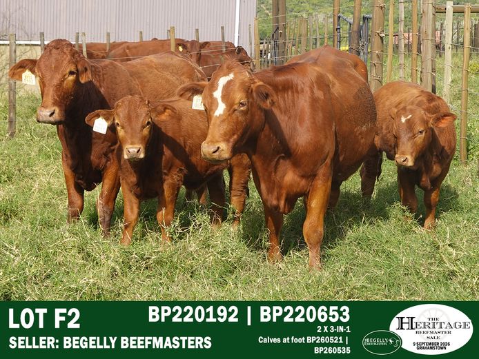 Female Animals | Begelly Beefmasters