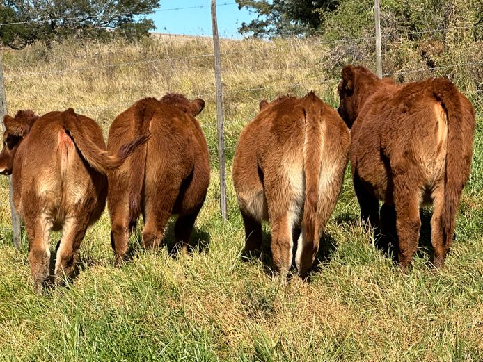 Weaners | Cotterrell Enterprises