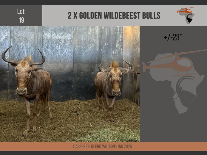 Golden Wildebeest (+- 23")