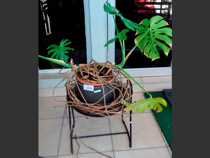 DELICIOUS MONSTER PLANT IN POT & STAND