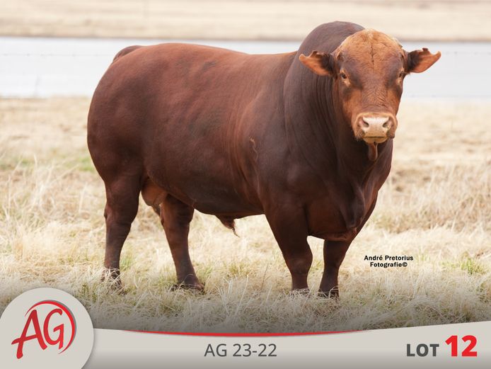 AG230022Pp(c) | ARTHUR DE VILLIERS & SEUN