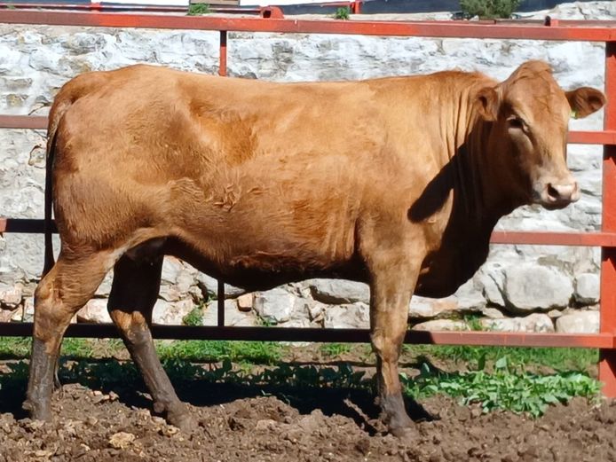 AM230070 | ALPHA OMEGA TULI STUD PTY LTD