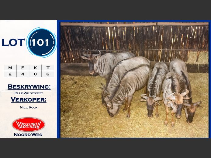 Blue Wildebeest