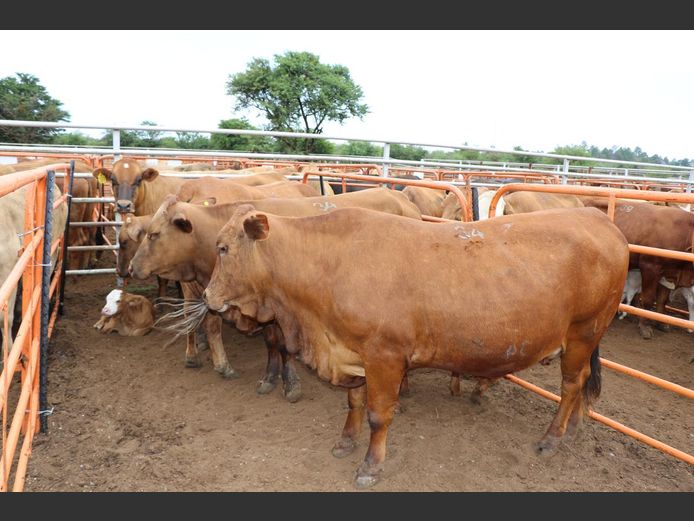 Commercial Animals | JP du Preez