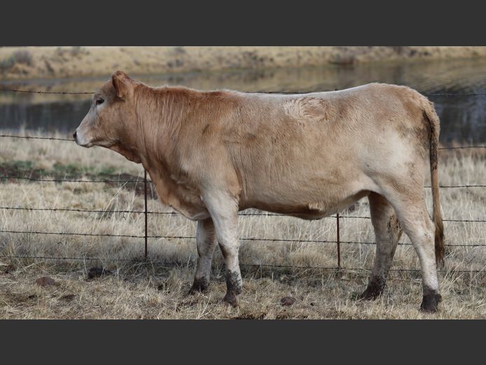 HBH 230006 | CLARK CATTLE COMPANY PTY LTD