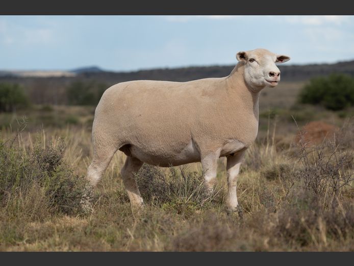 DZ 220265 | 2 STEYNS BOERDERY