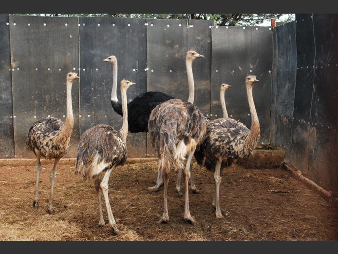 OSTRICHES | NVG