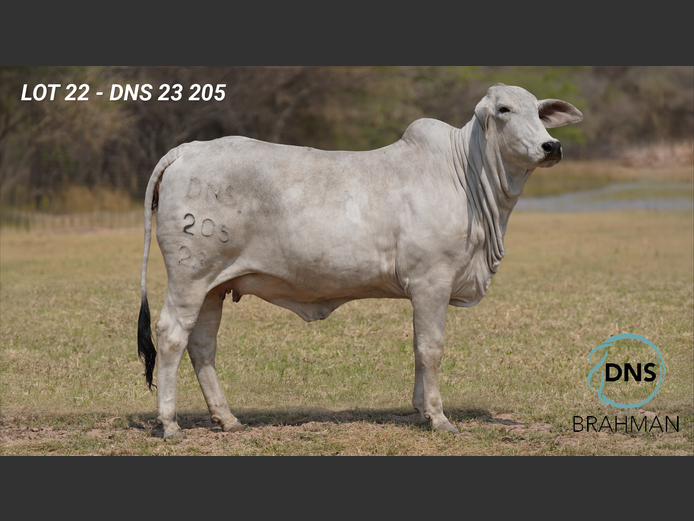 DNS23205 | JES-C BOERDERY (PTY) LTD