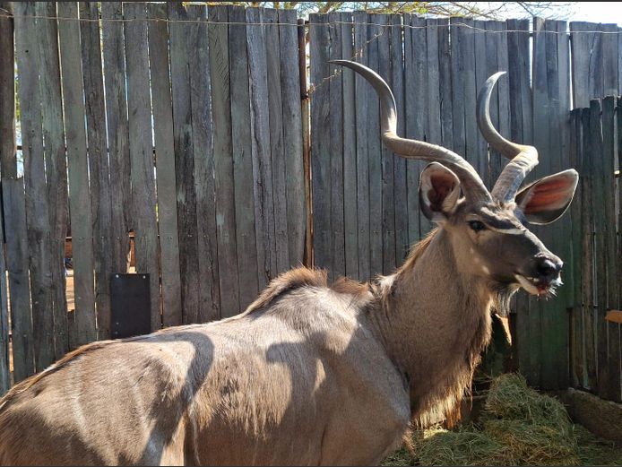 KUDU | HARLOU