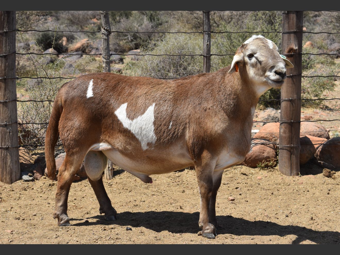 Lot 9 | KALAHARI KAROO MEATMASTER 35STE PRODUKSIEVEILING | SwiftVEE ...