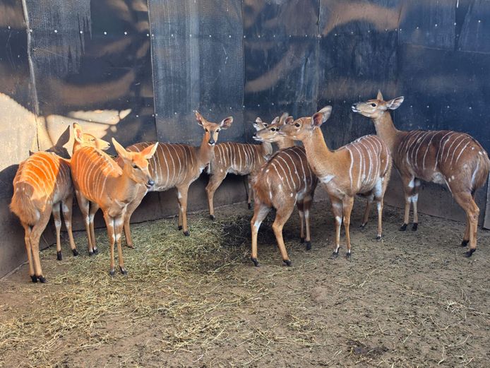 NYALA (no vat) | BUFFELSPOORT