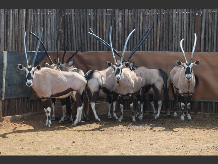 GEMSBOK | MABALINGWE