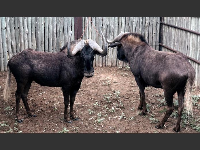 Swart Wildebees Bulle