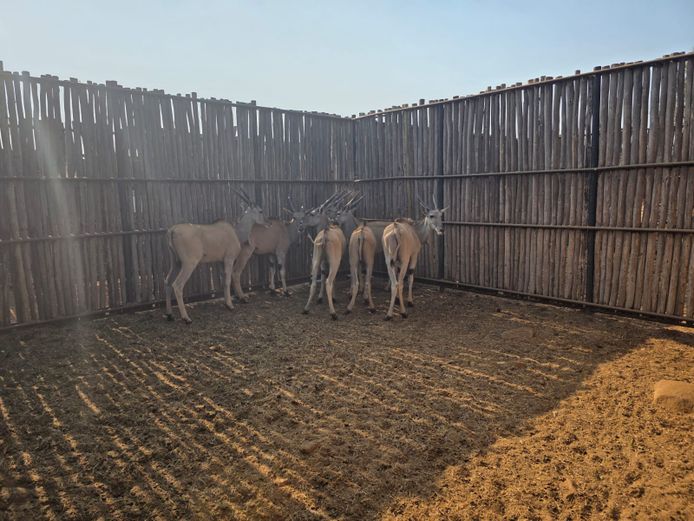 ELAND | THABAMANZI