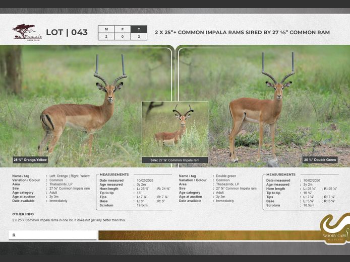 Impala - Common | Pamale Game Breeders