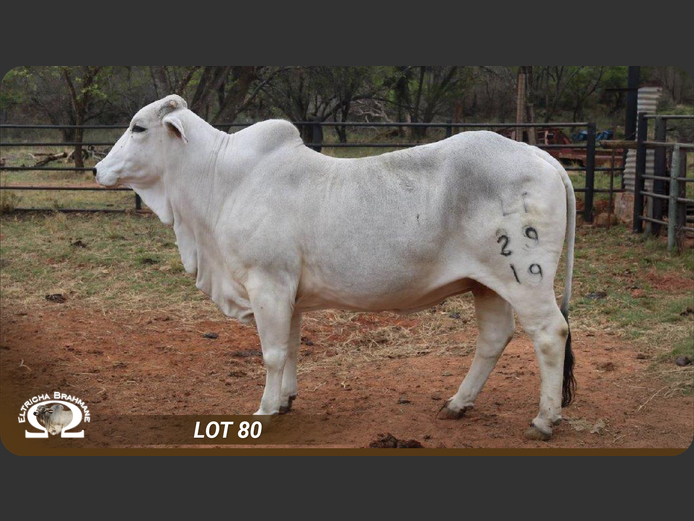 Commercial Animals | ELTRICHA BRAHMANE