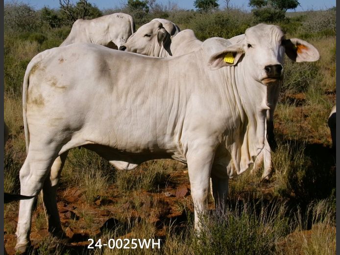 24-0025WH | SWARTRANTE BRAHMANE