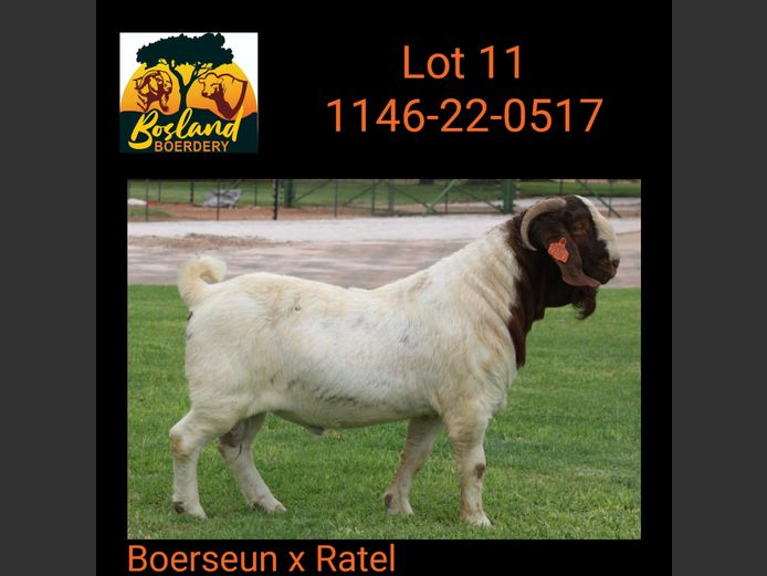 1146 22 0517 | BOSLAND BOERDERY