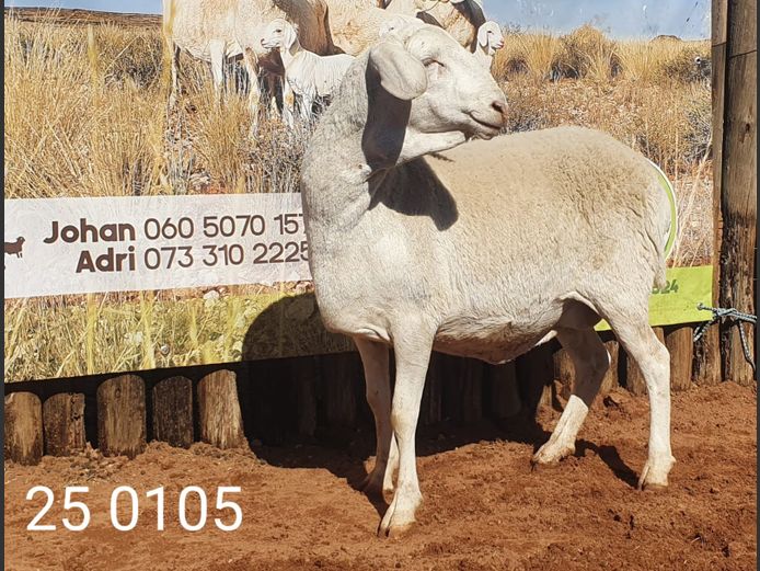 25 105 | Johan Stadler
