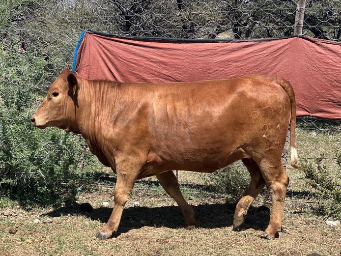 P7S240024 | Piet Swart