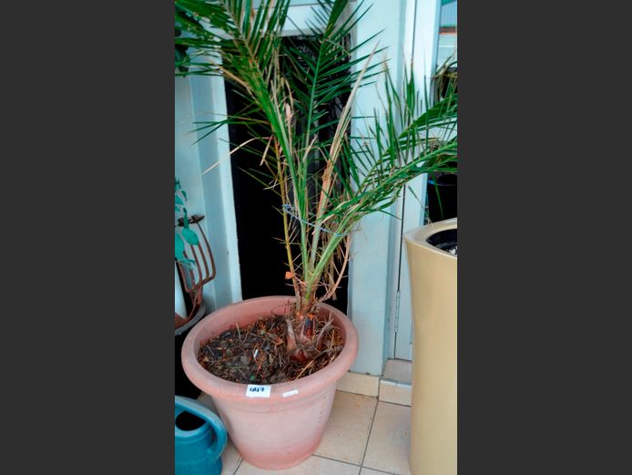 PALM TREE IN PLANTER