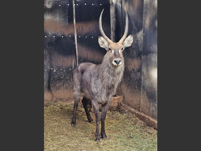 WATERBUCK | MABALINGWE