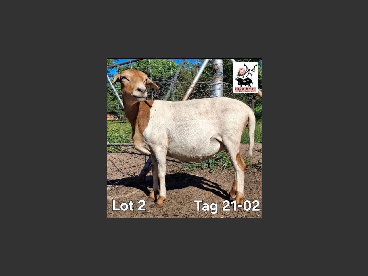 images