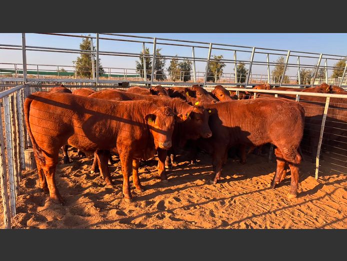 AGRA MARIENTAL WEANER AUCTION