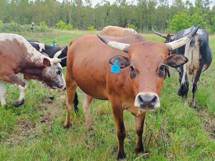 Commercial Animals | DAISIEBOO FARMS (Pty) Ltd