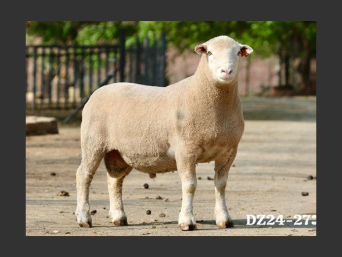 DZ 240273 | 2 STEYNS BOERDERY