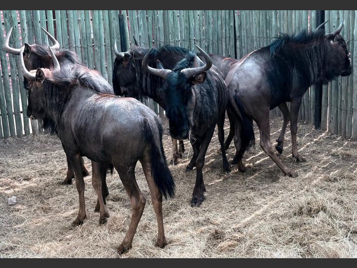 Blouwildebees Volwasse