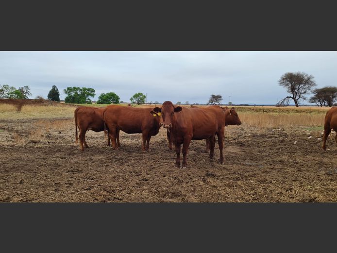 Commercial Females  - TKB Bonsmaras