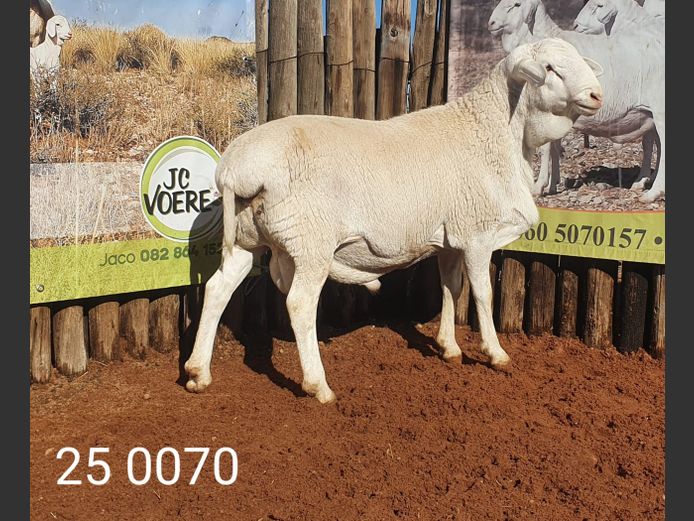 25 070 | Johan Stadler