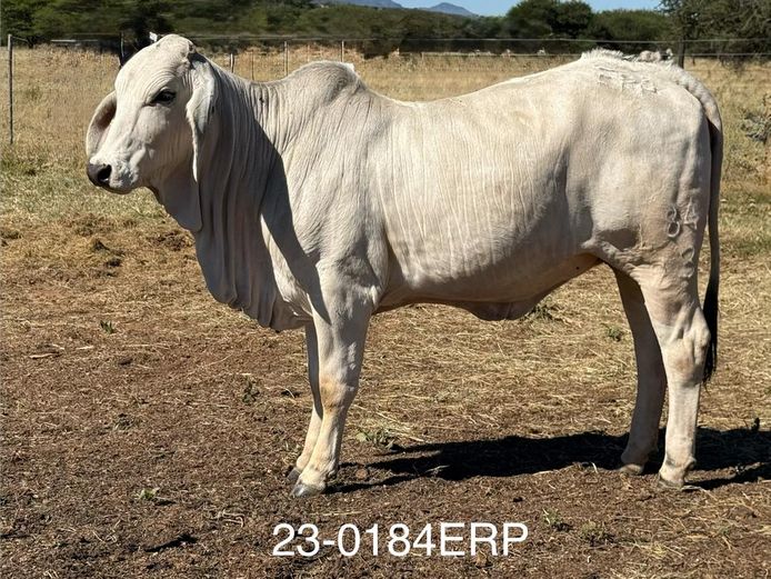 23-0184ERP | HARROBI BRAHMAN
