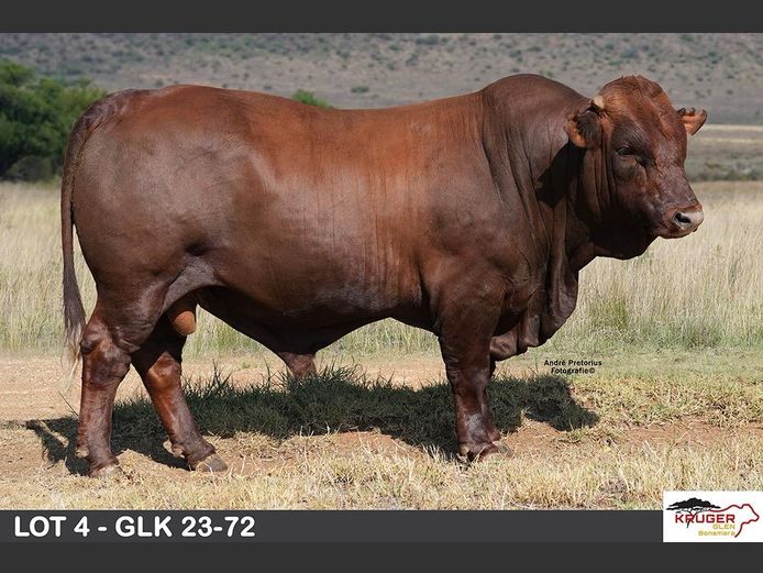 GLK 230072 | KRUGER GLEN BONSMARAS