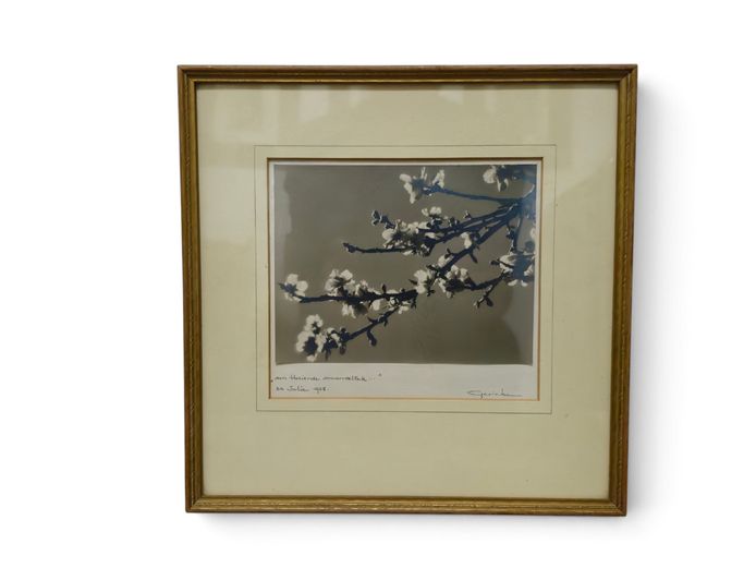 July 1938 Framed Monochrome Botanical Photograph by Gericke