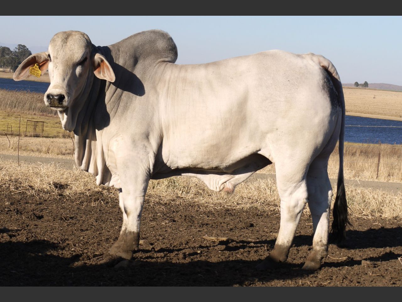 Lot 36 | DAMVIEW BRAHMANS BULL 21ST PRODUCTION SALE | SwiftVEE | South ...