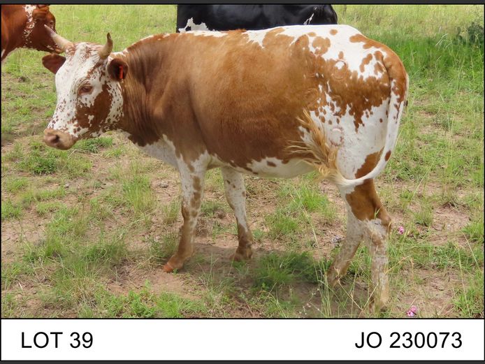 JO 230073 | O.T. JANNASCH