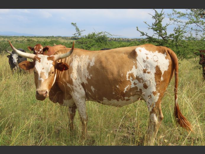 Commercial Animals | MATLA (O.T. Jannasch)