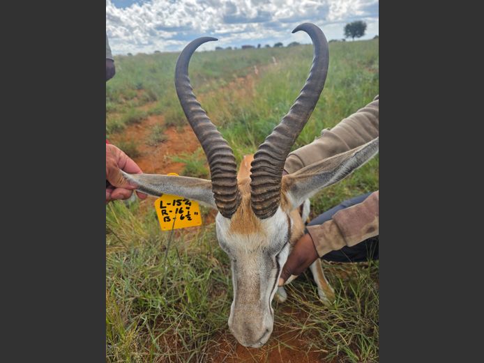 Kalahari Springbok Ram