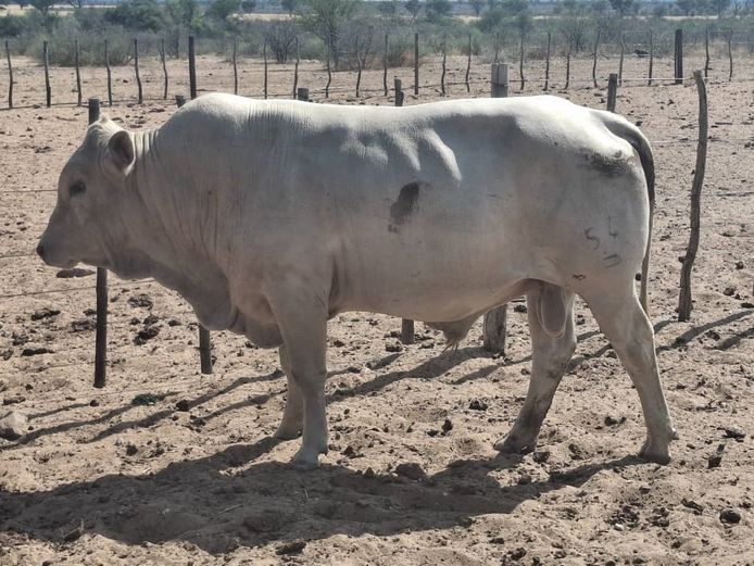 22-0059HH | KAPIT-YT TULIS