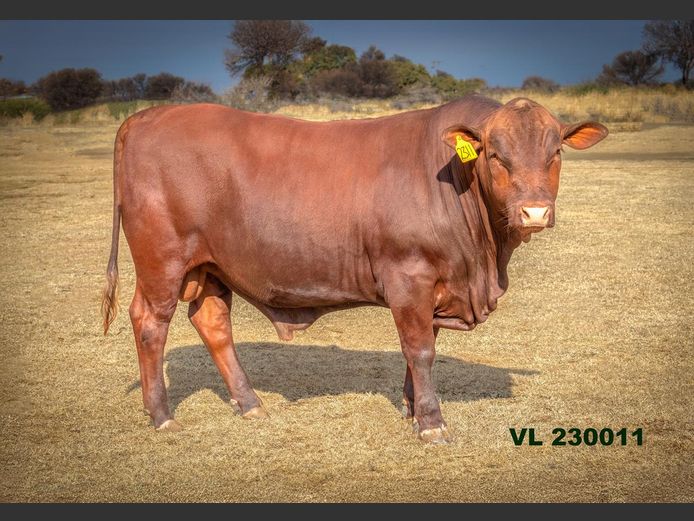 VL 230011 | T.D.J. VLOTMAN