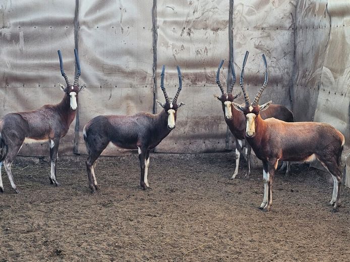 BLESBOK | 2 x BIG HORN 1 & 2 x BIG HORN 2