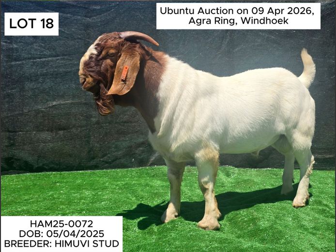 HAM25-0072 | HIMUVI MBINGENEEKO