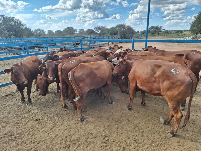 Commercial Cow Medium